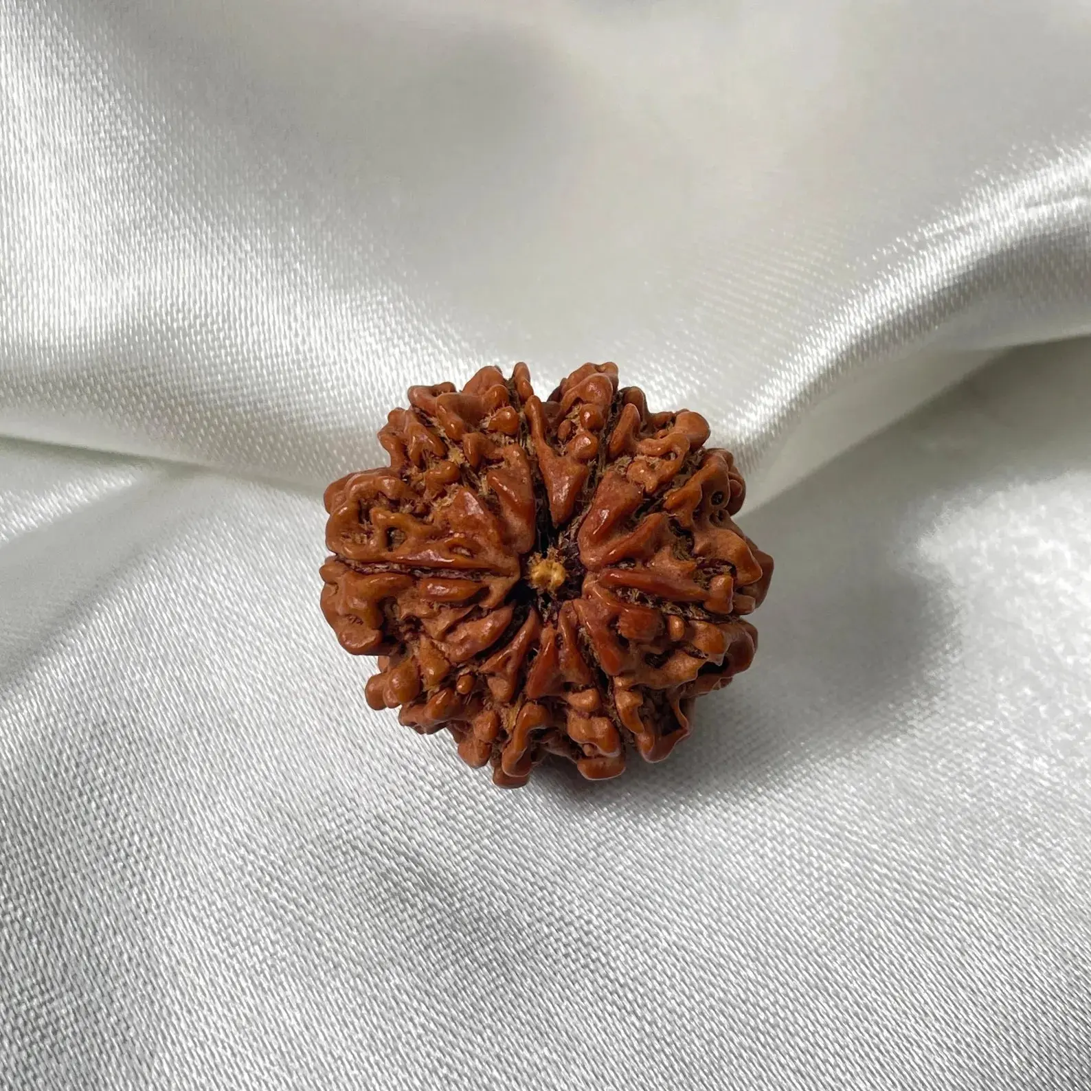 9 Mukhi Rudraksha