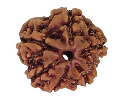 6 Mukhi Rudraksha